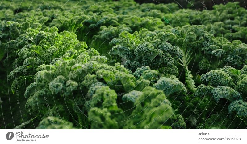 Nahaufnahme von frischem Bio-Kohl auf dem Feld Schwarzkohl belaubt toskanischer Grünkohl produzieren Salat Bodenbearbeitung Vitamin Lebensmittel Gemüse grün