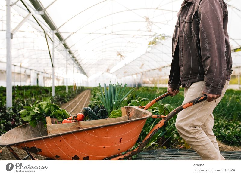 Landwirt arbeitet in Gewächshaus-Schubkarre Kasten Kiste nachhaltig produzieren frisch Garten Natur grün Ernte organisch Bauernhof Ackerbau Gemüse Gesundheit
