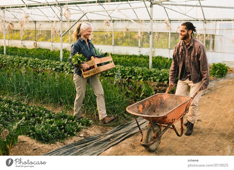 Zwei Landarbeiter laden Gemüse auf Schubkarre Kasten Kiste nachhaltig Frau produzieren frisch Garten Landwirt Natur grün Ernte organisch Mann Bauernhof Ackerbau