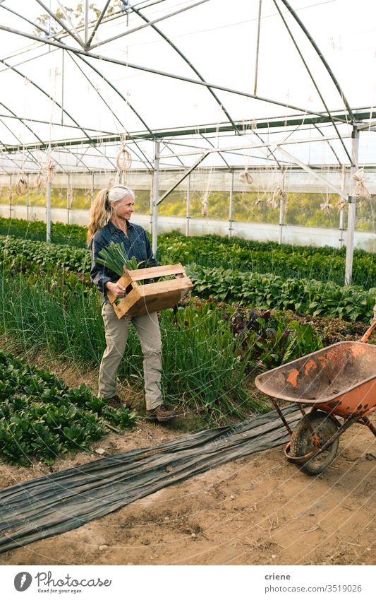 Bäuerin trägt Kiste mit frisch gepflücktem Gemüse im Gewächshaus Kasten nachhaltig Frau produzieren Garten Landwirt Natur grün Ernte organisch Schubkarre