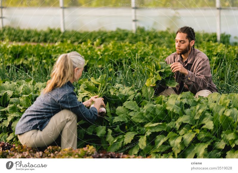 Zwei Arbeiter pflücken Bio-Gemüse im Gewächshaus nachhaltig Frau produzieren frisch Garten Landwirt Natur grün Ernte organisch Mann Bauernhof Ackerbau