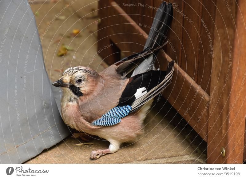 Ängstlicher und verwirrter Eichelhäher / Garrulus glandarius sitzt in einer Terrassenecke auf dem Boden Wildvogel Rabenvogel Singvogel Vogel Tier Natur Wildtier