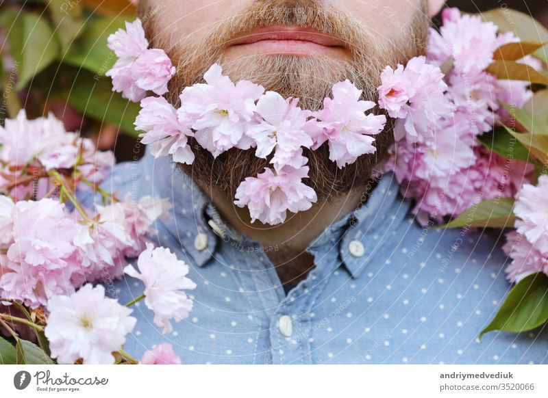 Haut- und Haarpflegekonzept. Bärtiges männliches Gesicht, das aus der Blüte der Sakura hervorschaut. Hipster mit Sakura-Blüte im Bart. Mann mit Bart und Schnurrbart auf fröhlichem Gesicht in der Nähe von zartrosa Blüten, Nahaufnahme.