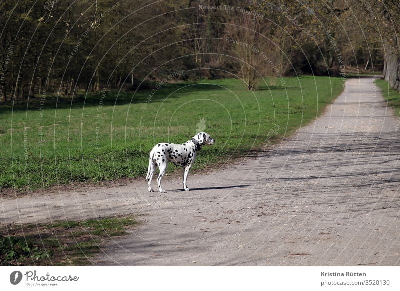dalmatiner wartet am spazierweg hund rassehund tier haustier gefleckt gepunktet getupft weiß schwarz hunderasse draußen natur kreuzung gassi gassi gehen