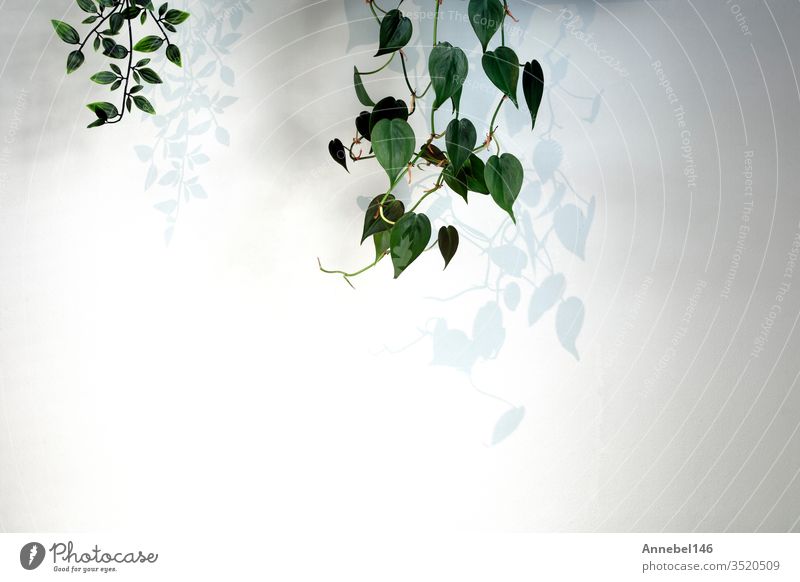 Hängepflanze Green Ivy auf weißer Wand in modernem Haus mit dunklen Schatten, minimal heller Hintergrund Pflanze Natur heimwärts grün Dekoration & Verzierung