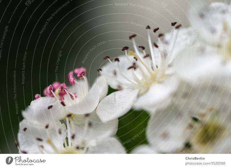 Nahaufnahme weiße Obstblüten Blüte Blütenstempel Pflanze Natur Makroaufnahme Farbfoto Detailaufnahme Schwache Tiefenschärfe Außenaufnahme Frühling