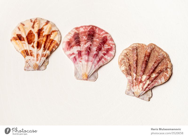 Drei wunderschöne bunte Muscheln auf weißem Hintergrund Schönheit braun Farbe farbenfroh Essen zubereiten geschnitten dekorativ Design Abendessen Lebensmittel
