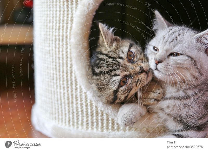 Liebe Geschwister Zusammensein Katze Cat Kater cat Hauskatze Fell Schnurrhaar getigert Farbfoto Tier mietzi Nase Auge Haustier schurrhaare Profil liegen kitten