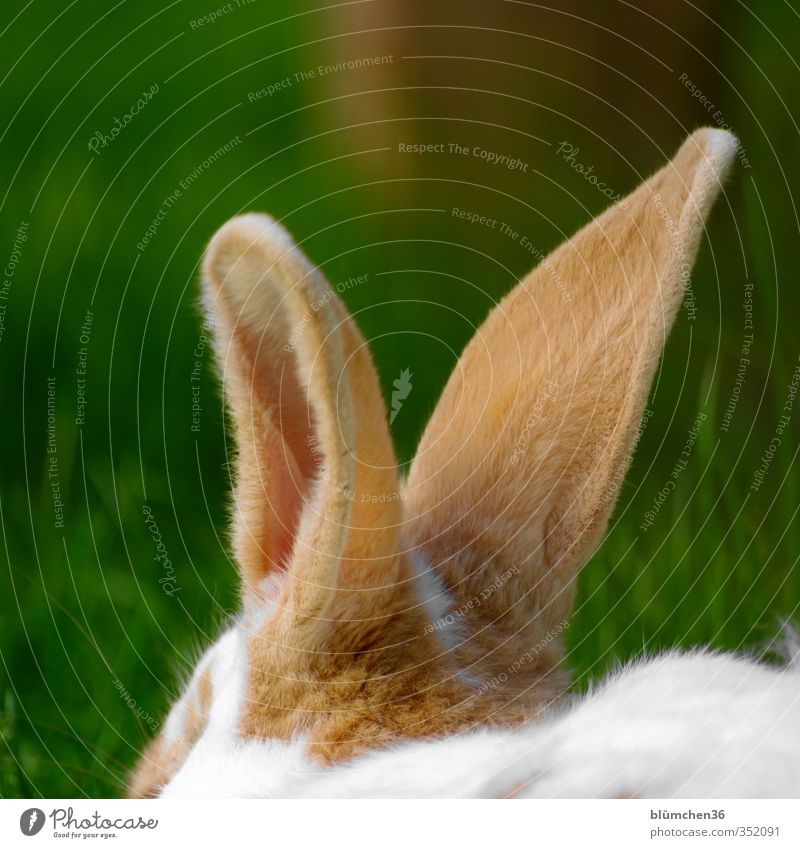 Abhör-Mechanismus Tier Haustier Nutztier Fell Hase & Kaninchen Nagetiere 1 Bewegung hören Kommunizieren kuschlig niedlich weich braun weiß einzigartig Ohr