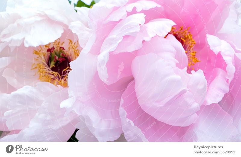 Stock Hintergrundbilder von Rosa Foto lizenzfreies - Photocase ein Pfingstrosen Blumen romantische