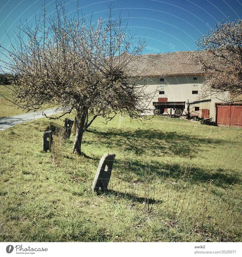 Offene Grenze Landschaft Baum Frühling Baumblüte Pfosten alt Weg Haus Wolkenloser Himmel Wiese Gras Wege & Pfade Außenaufnahme Menschenleer Natur Farbfoto