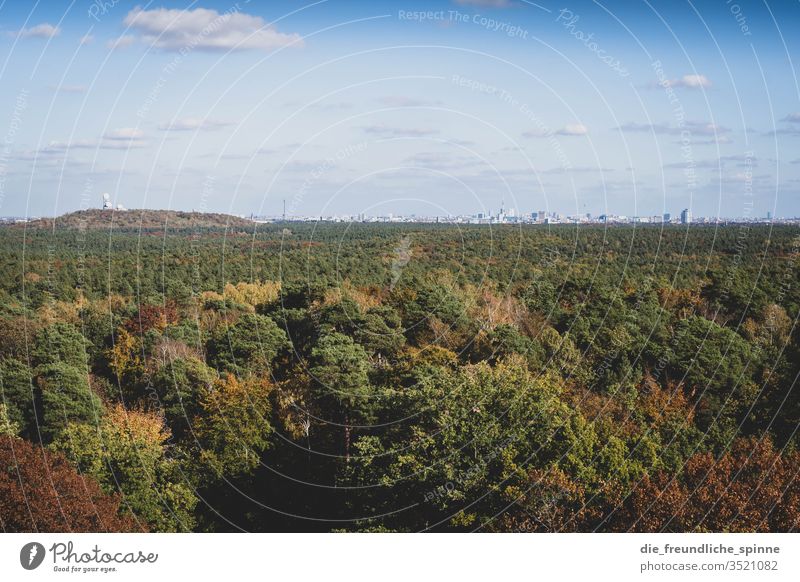 Grunewald mit Blick auf Berlin Wald Aussicht Teufelsberg Skyline Außenaufnahme Himmel Menschenleer Panorama (Aussicht) Sonnenlicht Farbfoto Schönes Wetter Licht