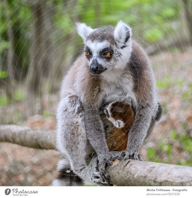 Katta mit Baby Lemur catta Affen Halbaffen Tiergesicht Auge Ohr Nase Beine Kopf Tierjunges Tierfamilie Fell Wildtier Natur Sonnenlicht Schönes Wetter niedlich