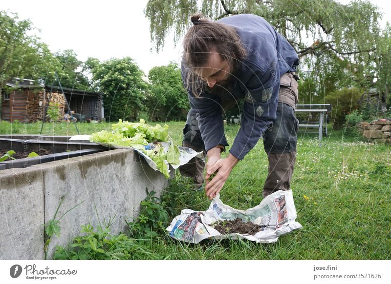 Salatsetzlinge pflanzen gärtnern Garten Junger Mann hochbeet Pflanzen Gemüse grün frisch Gesunde Ernährung Eigenanbau Natur Bioprodukte Gärtner Arbeitskleidung