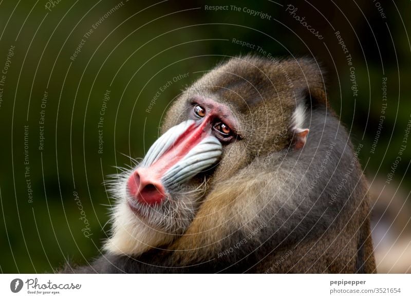 Mandrill-Affe – Rückseitig mit Blick in die Kamera Tier Farbfoto Außenaufnahme Tierporträt Natur Affen Tiergesicht Fell Nahaufnahme Menschenleer Wildtier