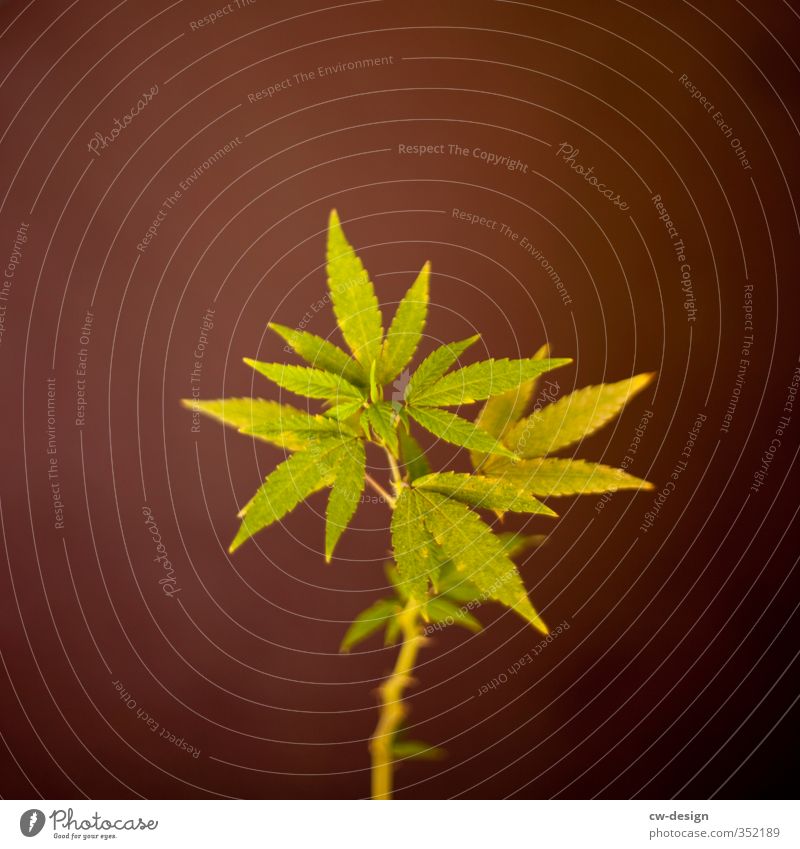 HEUTE: UNABHÄNGIGKEITSTAG Umwelt Natur Pflanze Sommer Gras Hanf Grünpflanze Nutzpflanze Wachstum nachhaltig Spitze braun grün Cannabis Cannabisblatt