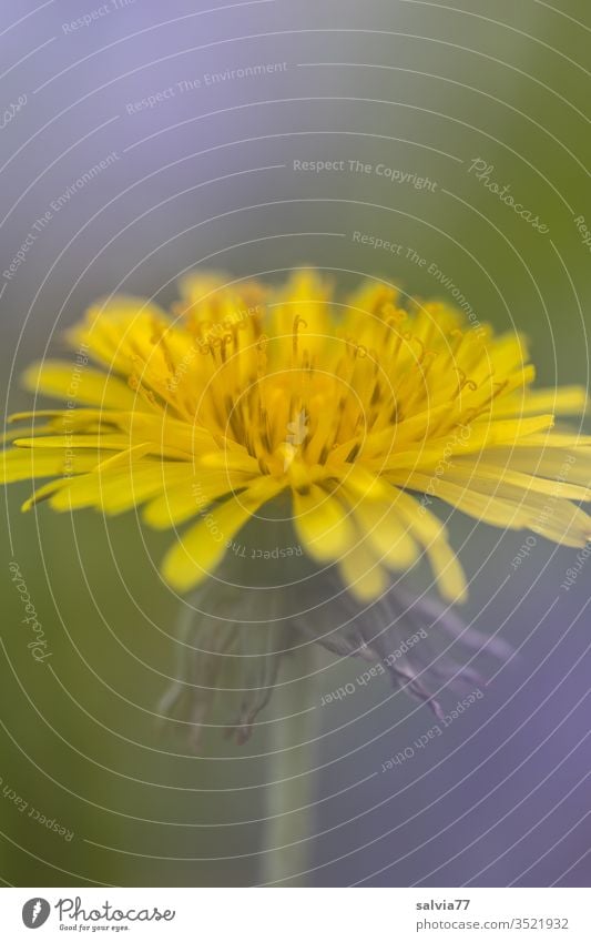 Allerweltsblume | Löwenzahn Pusteblume Blume Blüte Natur Pflanze Frühling Makroaufnahme Farbfoto gelb grün Detailaufnahme Wiese Schwache Tiefenschärfe