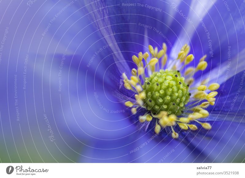 Nahaufnahme einer blauen Anemonenblüte Frühling Balkan-Windröschen Blume Blüte Blühend Makroaufnahme Pflanze Natur Garten Garten-Anemone Unschärfe Farbfoto