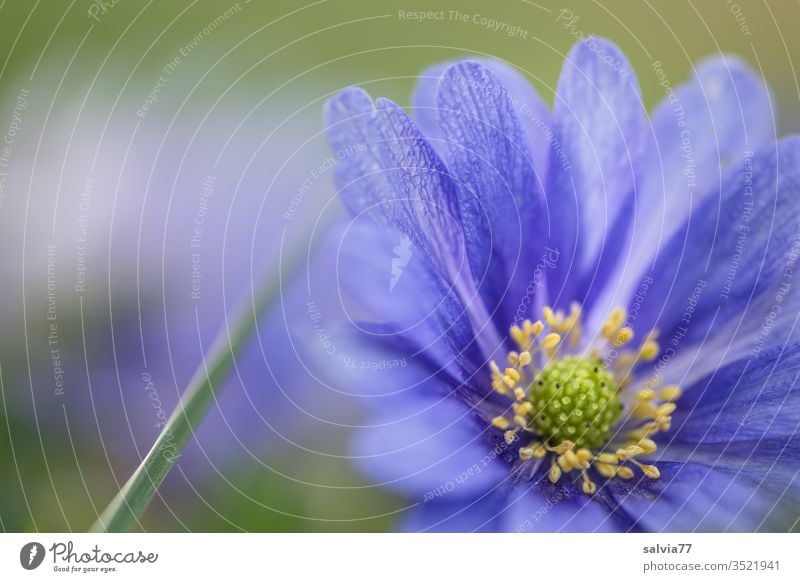 Balkan-Windröschen, blaue Anemonenblüte Natur Pflanze Blüten Blume Gegenlicht blühen Duft Menschenleer Frühling Farbfoto Nahaufnahme Garten Unschärfe