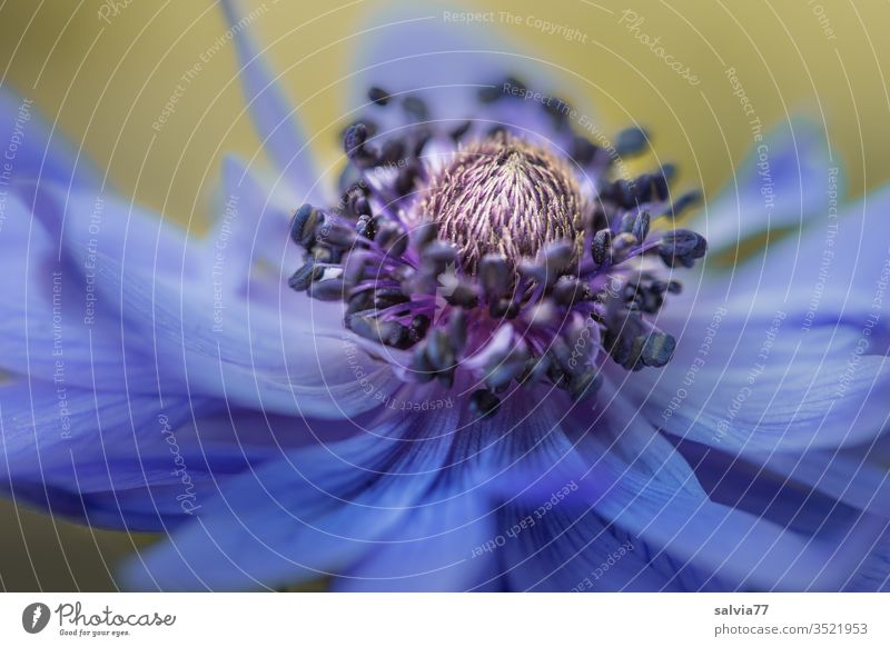 blaue Schönheit | Anemonenblüte Natur Farbfoto Blume Blüte Blühend Makroaufnahme Frühling Schwache Tiefenschärfe Detailaufnahme Pflanze Textfreiraum unten Duft