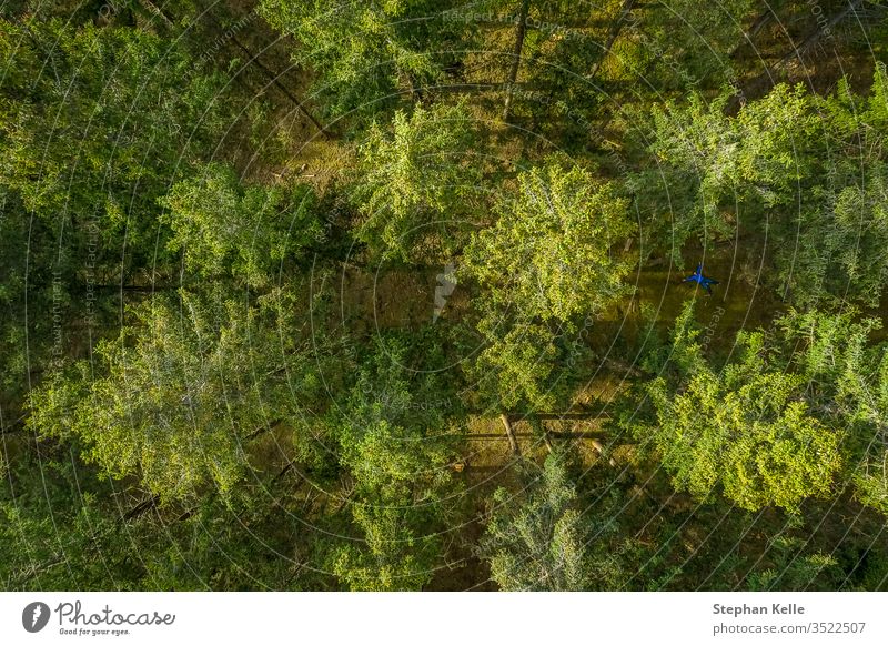Vertikale Drohnenansicht am Gipfel eines grünen Waldes im Frühling, Vogelperspektive von oben. Hintergrund Baum Muster Sommer Textur Natur Sonne Blatt