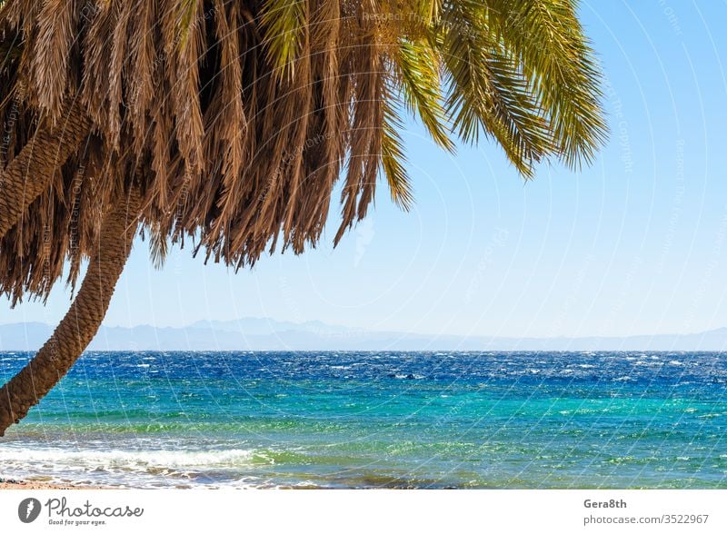 Palmen am Meer vor der Kulisse der Berge in Ägypten Dahab Süd-Sinai Rotes Meer Strand blau Blauwasser Niederlassungen klarer Tag Küste exotisch grün erwärmen