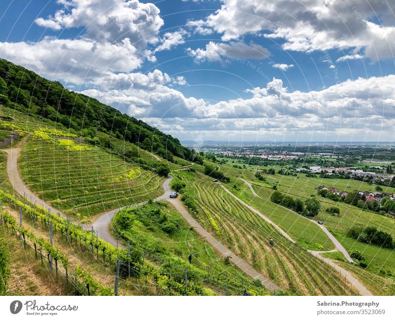 Wegen durch den Weinberg an einem sonnigen Sommertag mit Wolken Landschaft Baden-Württemberg Schriesheim Weinlese Farbfoto Weinbau Außenaufnahme Menschenleer