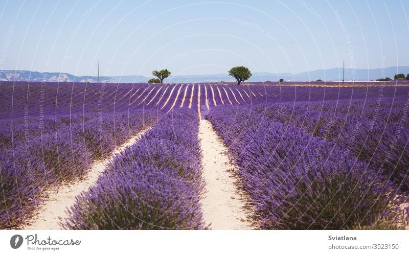 Wunderschönes duftendes Lavendelfeld in hellem Licht Valensole, Provence, Frankreich Blume Baum Sommer Natur ein Herz Feld purpur Aroma Französisch