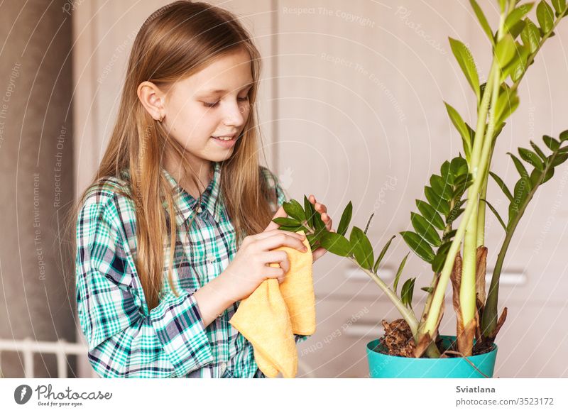 Das Mädchen wischt den Staub von den grünen Blättern der Zimmerpflanze ab. Pflege von Zimmerpflanzen. Spray Wasser schön Kind Fenster Flasche Gartenarbeit Natur