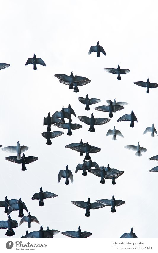 Die Vögel Tier Vogel Tiergruppe Schwarm fliegen bedrohlich frei Bewegung Taube Flügel Spannweite Farbfoto Gedeckte Farben Außenaufnahme Menschenleer