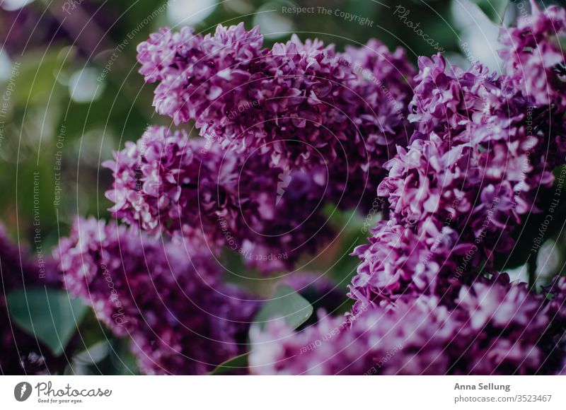 Flieder in seiner Pracht Fliederbusch fliederblüte Farbfoto Natur Blüte Pflanze Nahaufnahme Frühling Blume violett Menschenleer Tag Garten Blühend natürlich