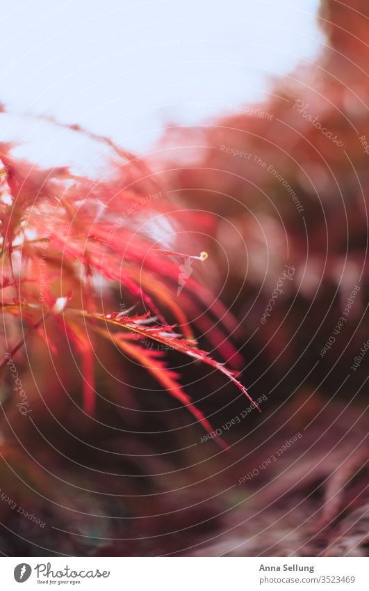 Roter Ahorn im Licht rot Außenaufnahme Farbfoto Japanischer Ahorn Ahornblatt Sonnenlicht Menschenleer Natur Garten Frühling Schwache Tiefenschärfe Gegenlicht