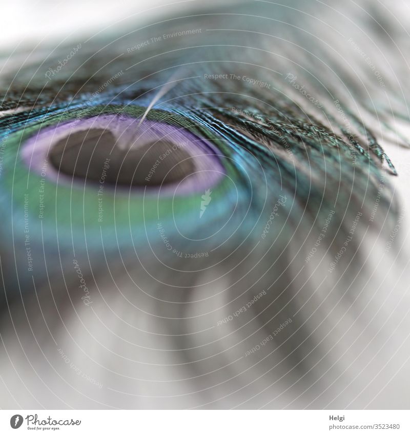das  Auge der Pfauenfeder als Macroaufnahme Feder ästhetisch filigran zart Nahaufnahme Detailaufnahme Schwache Tiefenschärfe grau blau grün lila schwarz