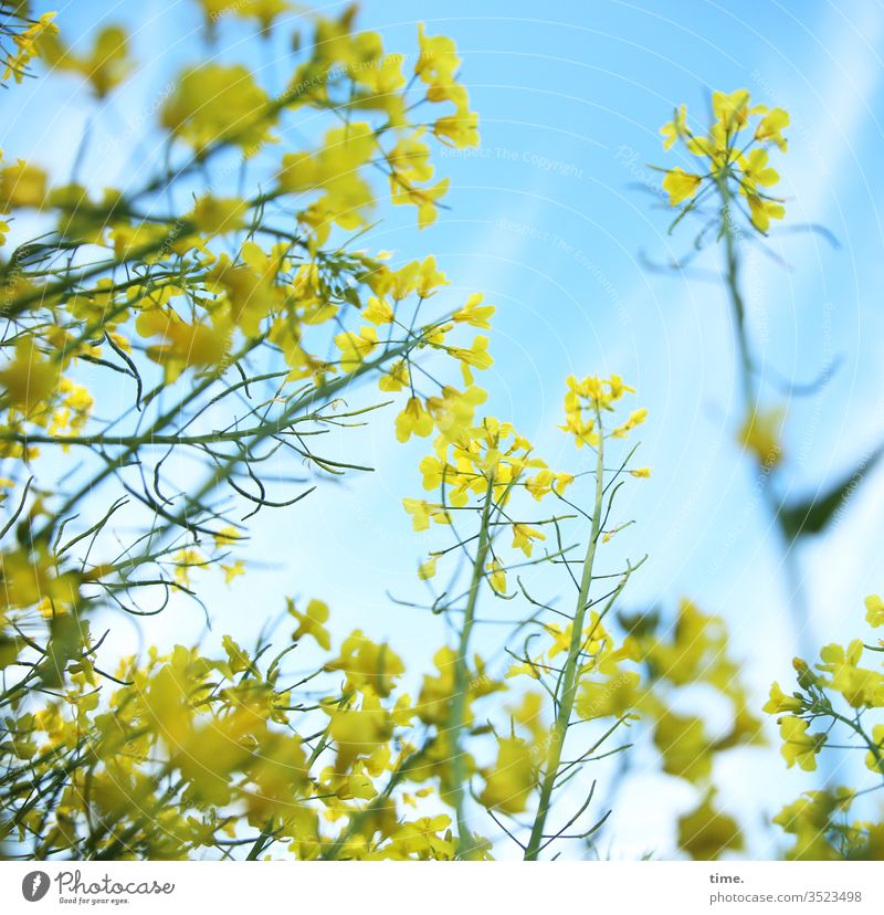 Tänzerin und geneigtes Publikum raps rapsfeld rapsblüte leben lebending himmel gelb blau tanz frisch frühling luftig wild landwirtschaft perspektive