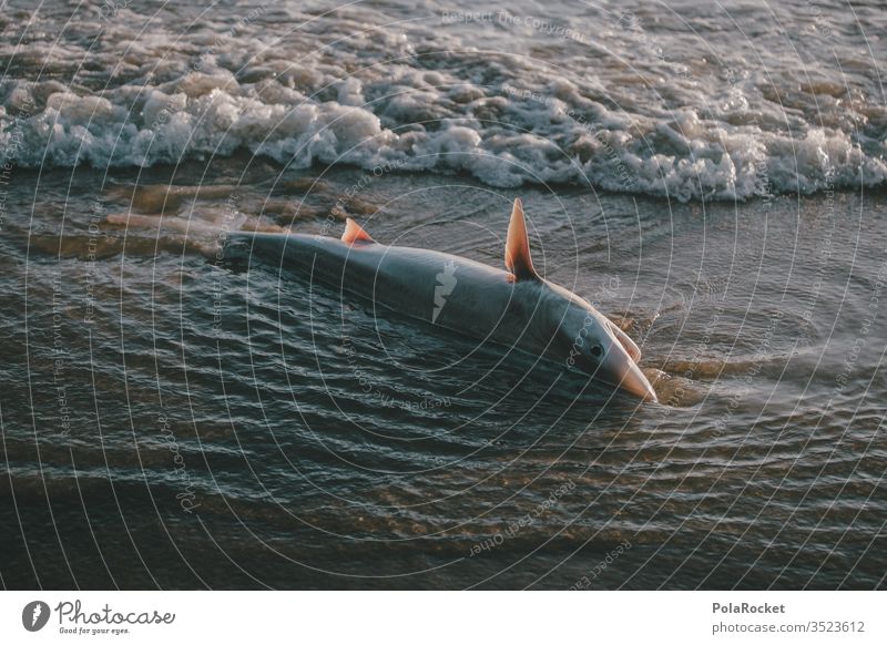 #AS# too close Haifisch haiflosse Tod Tier gestrandet bedrohlich bedroht Meerwasser Angespült gestorben Naturschutz Farbfoto Strand Küste