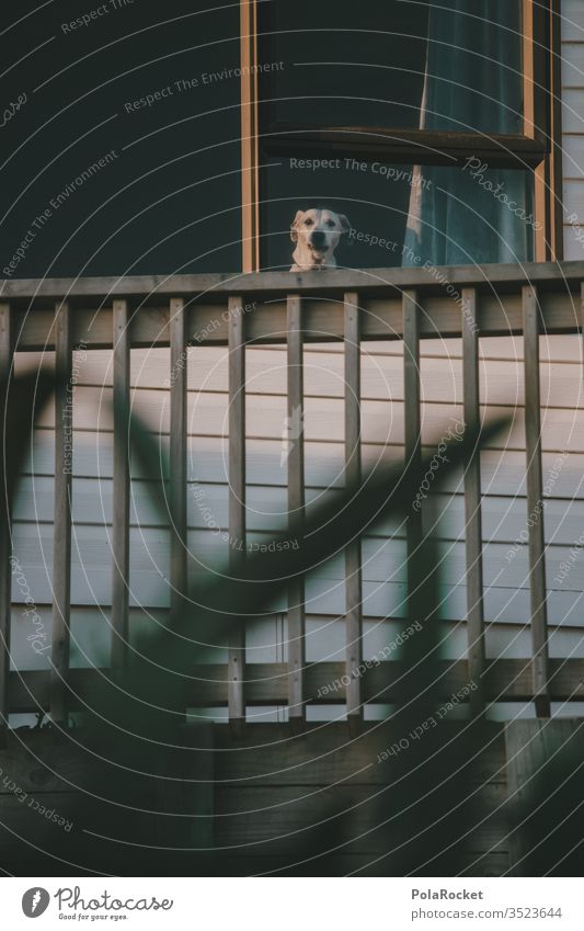 #AS# stiller Beobachter Hund Fenster Fensterscheibe beobachten Spionage aufpassen Geländer eingesperrt Hundeblick Haustier Wachsamkeit Neugier Hundeschnauze