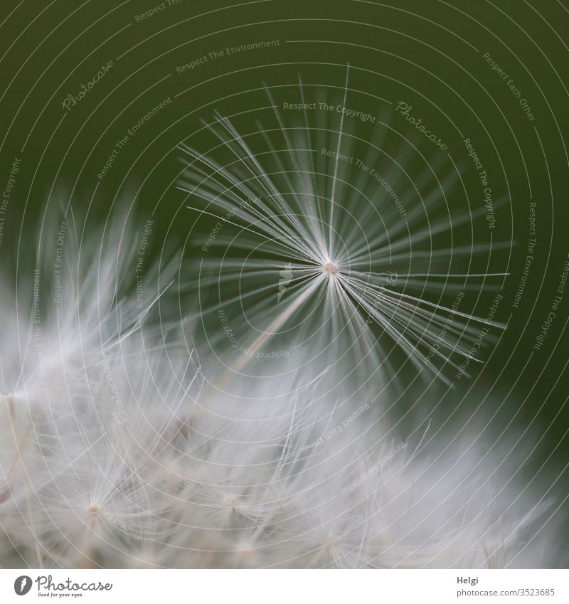 Macroaufnahme eines filigranen Löwenzahnschirmchens Pusteblume Samen Schirmchen Pflanze Natur Makroaufnahme Frühling Außenaufnahme Detailaufnahme Farbfoto weiß