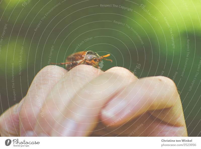 Ein Maikäfer / Melolontha krabbelt über die Hand einer Frau Käfer Neutraler Hintergrund grün braun Natur Naturliebe Umwelt Frühling Tier 1 Tier Farbfoto Insekt
