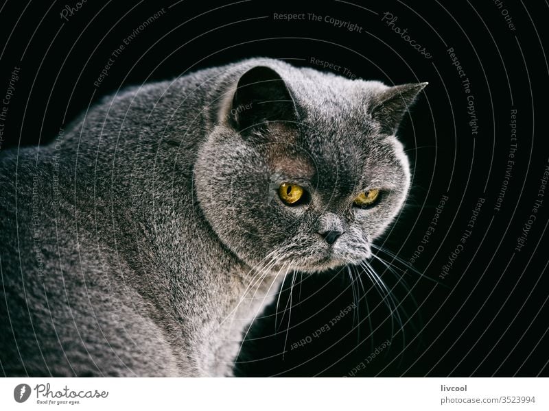 die britische Kurzhaarkatze Katze Britisch Kurzhaar Haustier Tier grau graue Katze niedlich Säugetier britisch Blau gelbe Augen Posen Porträt Katzenbaby