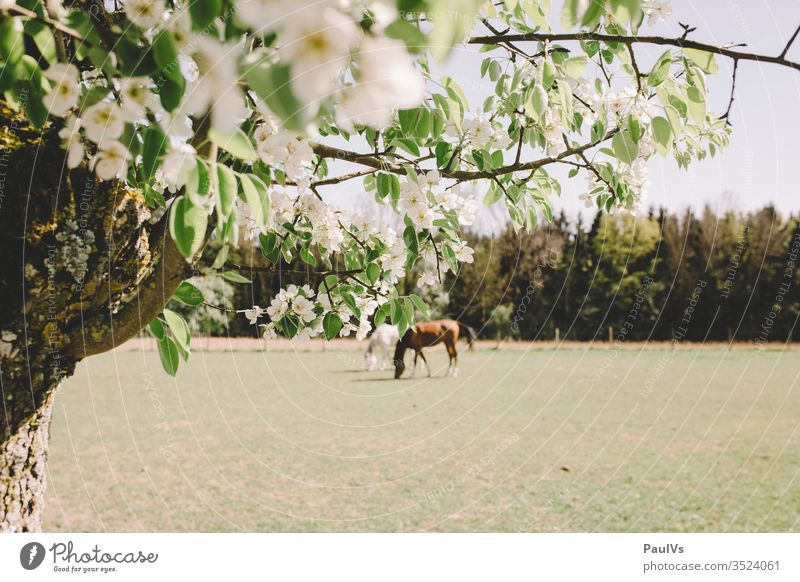 2 Pferde auf der Weide mit Kirschblüte im Vordergrund pferde weide kirschblüte natur reiten grasen kirschbaum schimmel rappe Tier Reiten Natur Fressen Schimmel