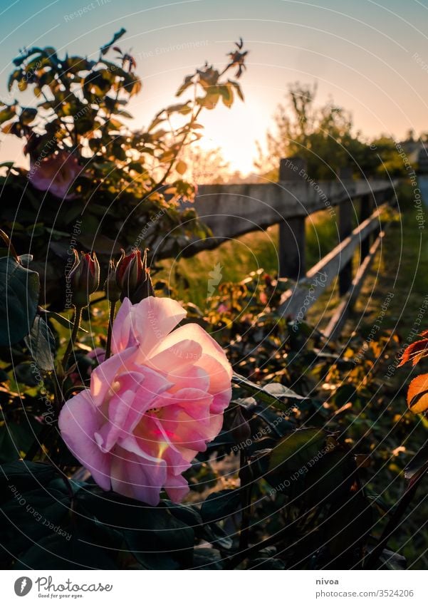 Rose bei Sonnenuntergang Roséwein Rosengewächse Rosenblüte Spaziergang Menschenleer Rosenblätter Farbfoto Garten rosa Natur Außenaufnahme Blüte Pflanze Blume