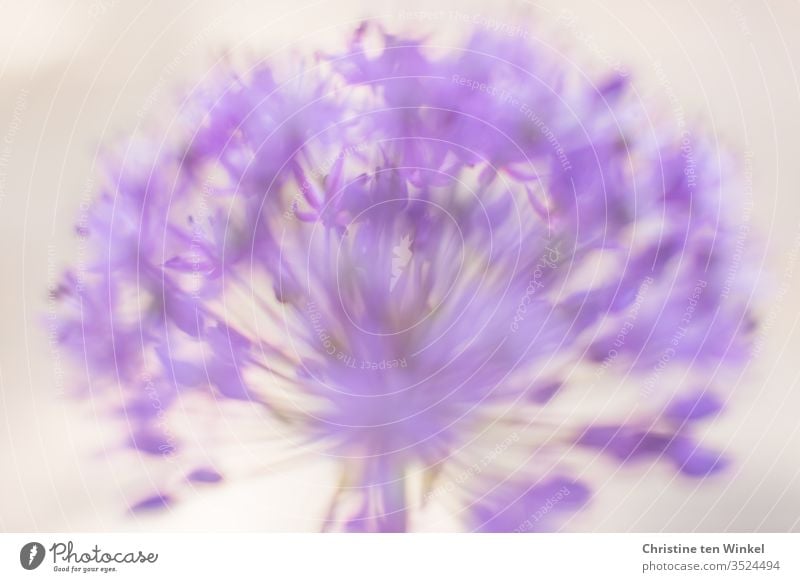 Blüte eines violetten Zierlauchs / Allium in Nahaufnahme vor hellem Hintergrund. Unscharf/abstrakt Zierlauchblüte unscharf Schwache Tiefenschärfe