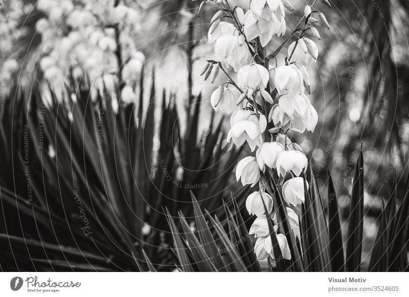 Glockenförmige weiße Blüten und gerade Blätter der Yucca Aloe Yucca Yucca aloifolia spanisches Bajonett Dolchpflanze Yucca Gloriosa Adamsnadel glorreiche Yucca