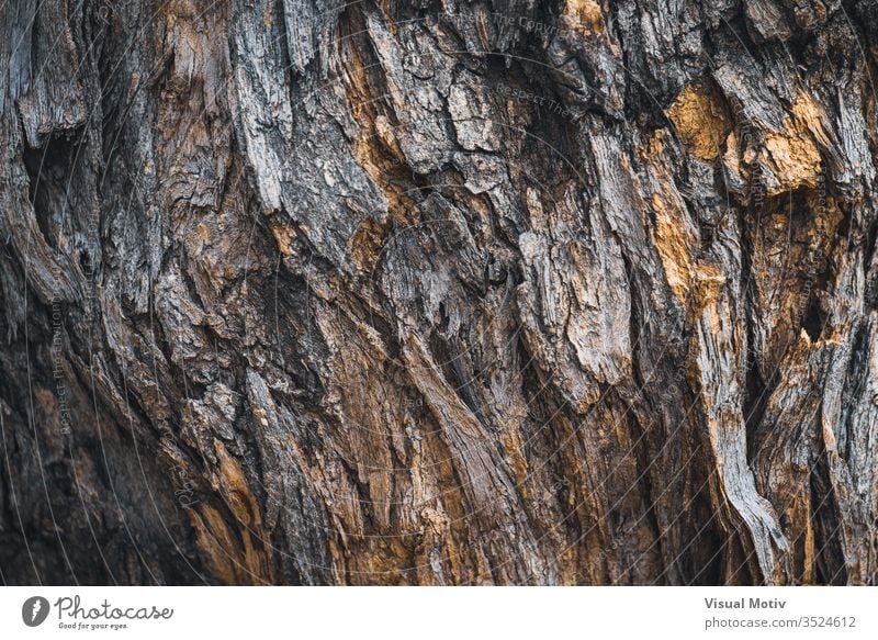 Textur der Rinde von Styphnolobium japonicum, allgemein bekannt als Pagodenbaum Farbe keine Menschen Detailaufnahme strukturierte Oberfläche Rindenoberfläche