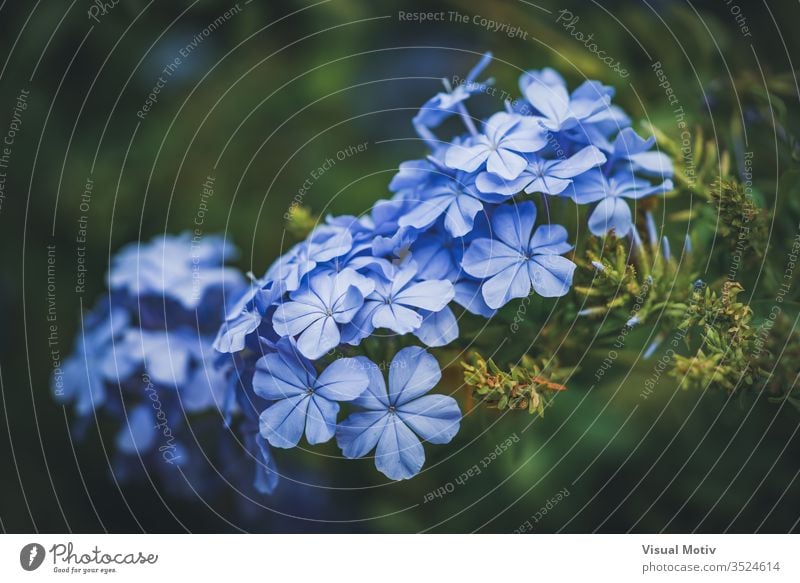 Blaue Blüten der Kap-Bleiwurz, auch bekannt als Blauer Bleiwurz oder Plumbago Auriculata Hintergrund schön Schönheit Blütezeit Überstrahlung blau
