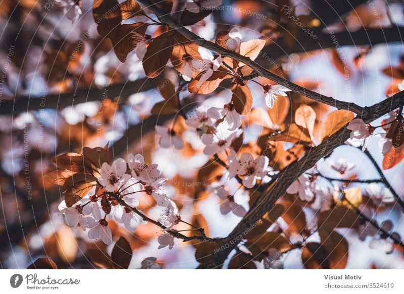 Blüten des Pflaumenbaums, auch bekannt als Prunus cerasifera Pissardii, im zeitigen Frühjahr Blumen Blütezeit botanisch Botanik Feld Flora geblümt Blütenblätter