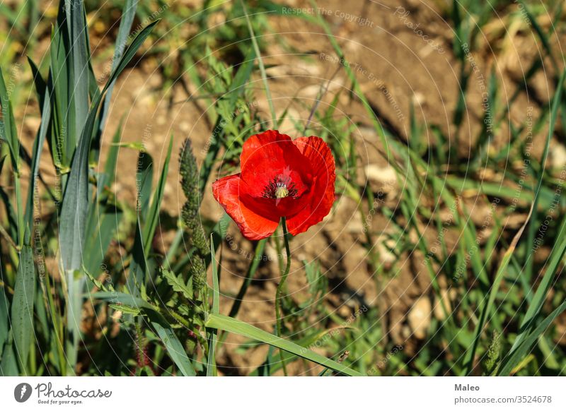 Nahaufnahme einer wilden Mohnblume auf einer Wiese Blume Sommer Feld Landschaft Natur Pflanze Saison Frühling schließen nach oben rot natürlich Hintergrund