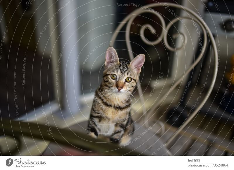 die Katze 'Praline' blickt zuversichtlich im Wissen um ihre ihr hörigen Versorger junge Katze Hauskatze Fell niedlich Auge Tierporträt Schnurrhaar Blick schön