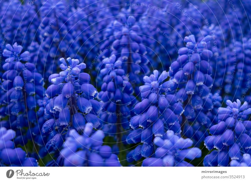 Traubenhyazinthe blau-violett blühende Blumen in einem Garten Überstrahlung Flora armeniacum-Blume Vorfrühling Muskari-Blüte Traubenhyazinthenblüte