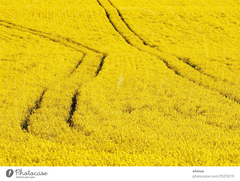 Rapsfeld ohne Horizont mit zwei Leitspuren - eine davon geknickt unkonzentriert Rapsblüte gelb schief Ölpflanze Rapsöl Ackerbau Frühling Mai Farbe Karriereknick